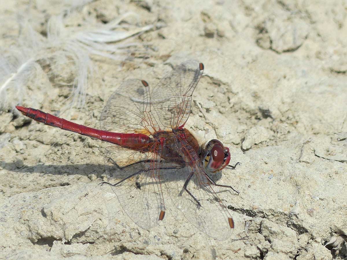 Sympetrum_fonscolombii